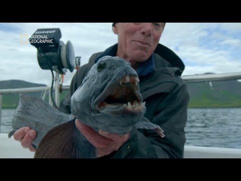 Wideo: Głębinowe ryby potwora. Ryba potwora rzecznego