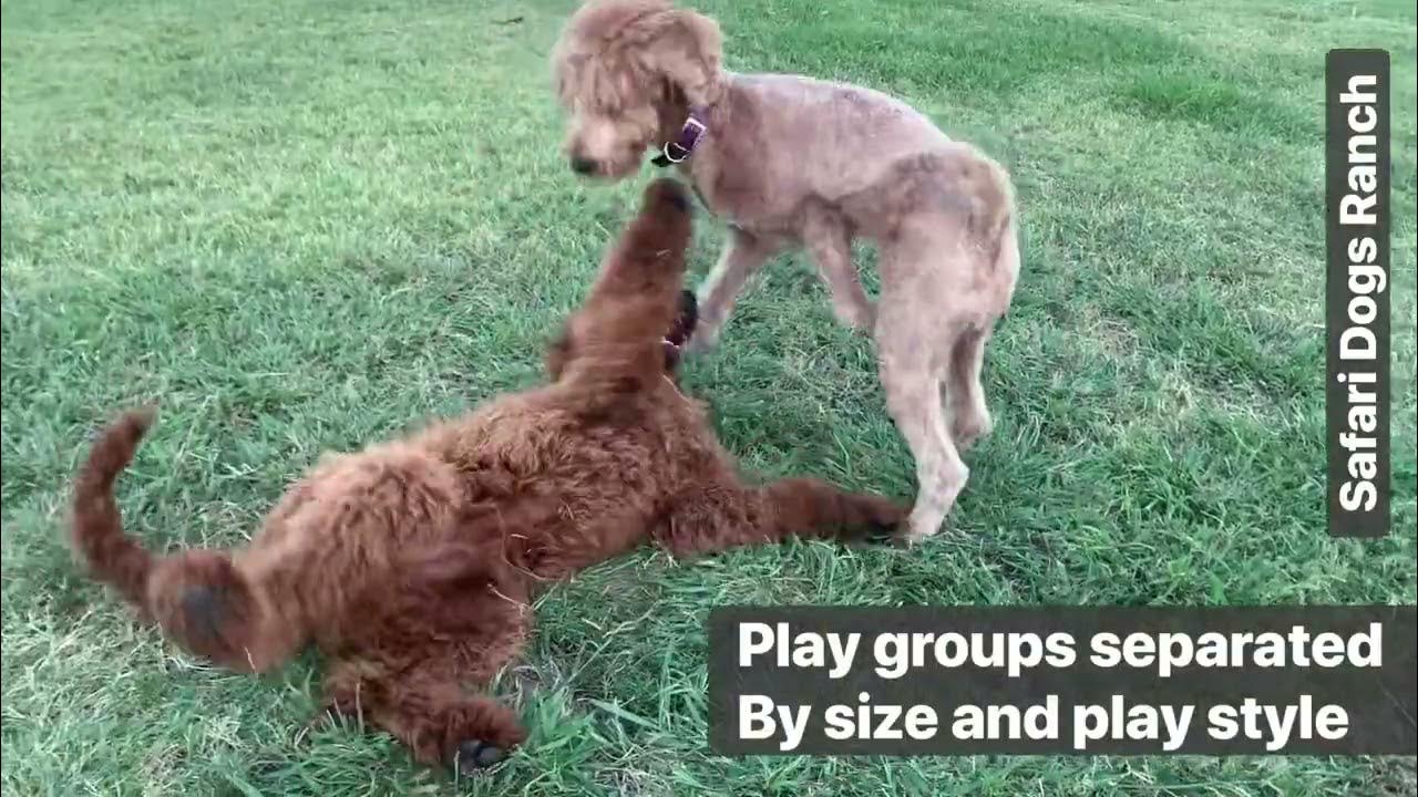 Tour our boarding kennel! Near Denton Texas, Safari Dogs Ranch YouTube