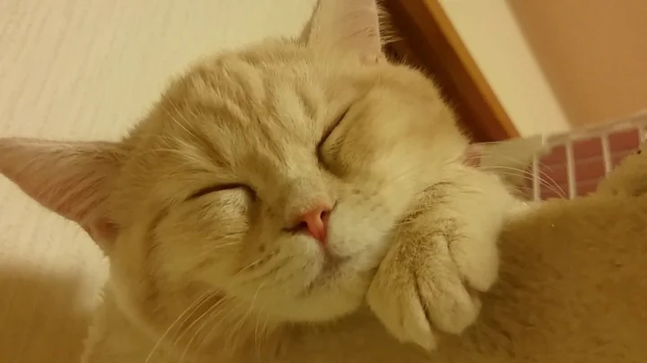 Video 11807081: cute scottish fold kitten, kitten japanese, cat sleeping, cat old