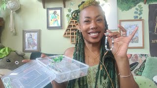 Mintfaery is live!