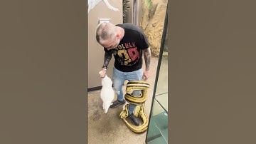Giant Snake Bites and Constricts My Leg!  #snake