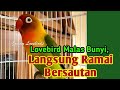 Lovebird Malas Bunyi Langsung Ramai Bersautan, Begitu Mendengar Pancingan suara Lovebird Jantan ini