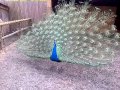 Peacock ii