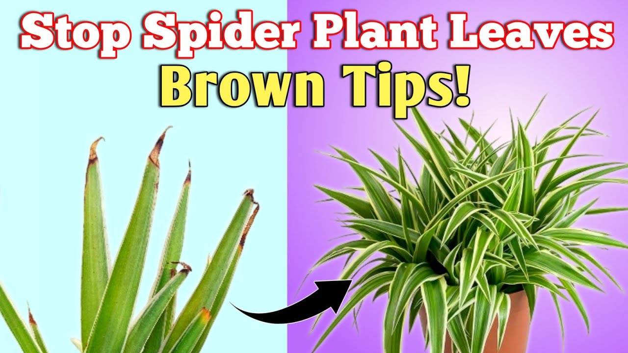 Остановите пожелтение кончиков листьев хлорофитума! - Советы по уходу за хлорофитумом весной в 5 ...