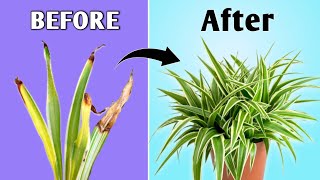 STOP Killing Spider Plants - Recover Spider Plant Brown Tips Problem After Winter!