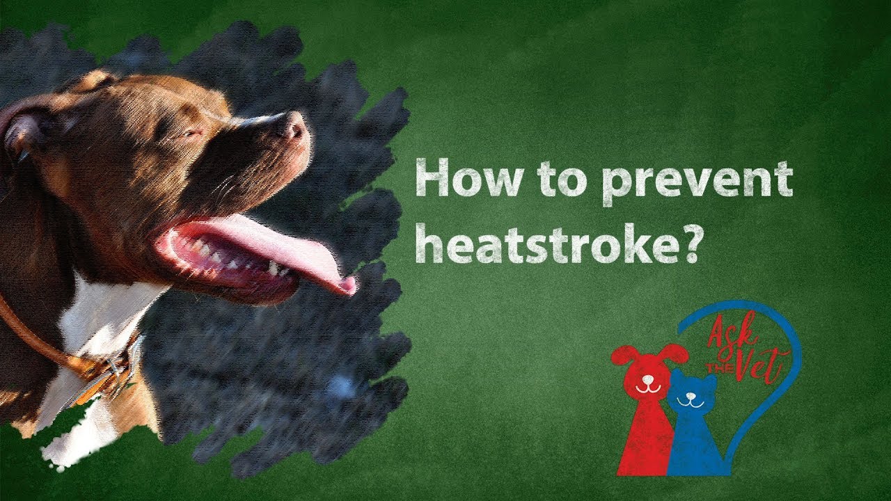 Ask the Vet: Do animals get heatstroke?