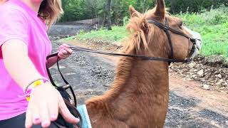 Checking For Tornado Damage This Morning. Rufus Is Good