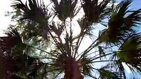Kraig Kenning plays under the Palms in Florida