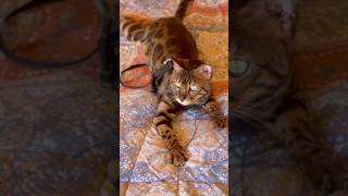 Taking My Bengal Cat On Outdoor Adventures! #cast, #kittens, #funny #cats, #cute #cats, #cat #videos