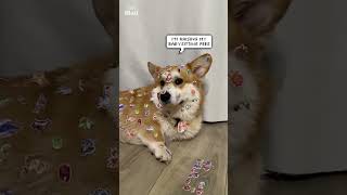 Toddler covers corgi with stickers Toddler covers corgi with stickers