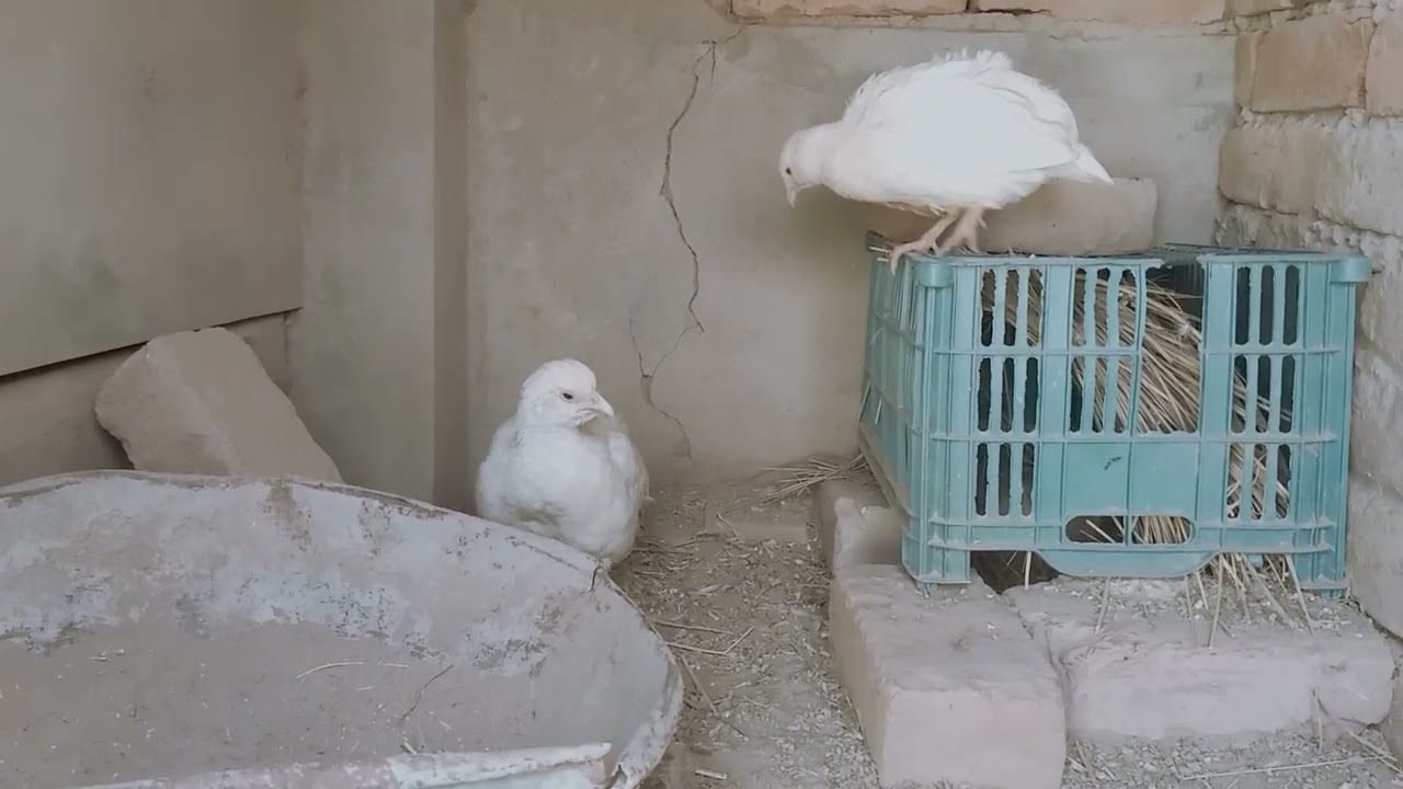 سفید تیتر کے بچے کیوں مر جاتے ہیں اور ھم کیسے ان سے اچھی بریڈ لے سکتے ہیں ؟؟؟