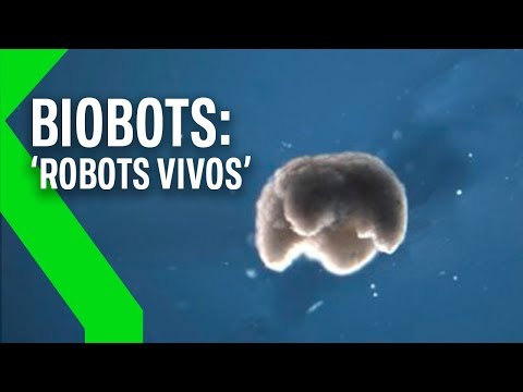 Vídeo: Biorobot. ¿Cómo Distinguirlo De Una Persona? ¿O Somos Todos Bio-robots? - Vista Alternativa