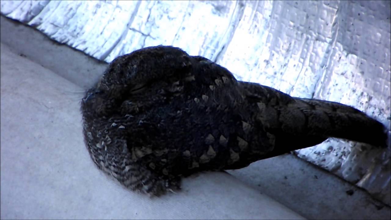bacurau-da-telha-hydropsalis-longirostris-youtube