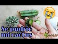 Se pudrió mi cactus 😢 Rescatando cactus podridos | Jardines By Angie