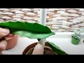 Dragon fruit pitaya How to plant saplings and pitaya dragon fruit grafting