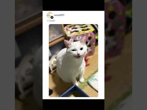 猫の悪い顔選手権🐈️