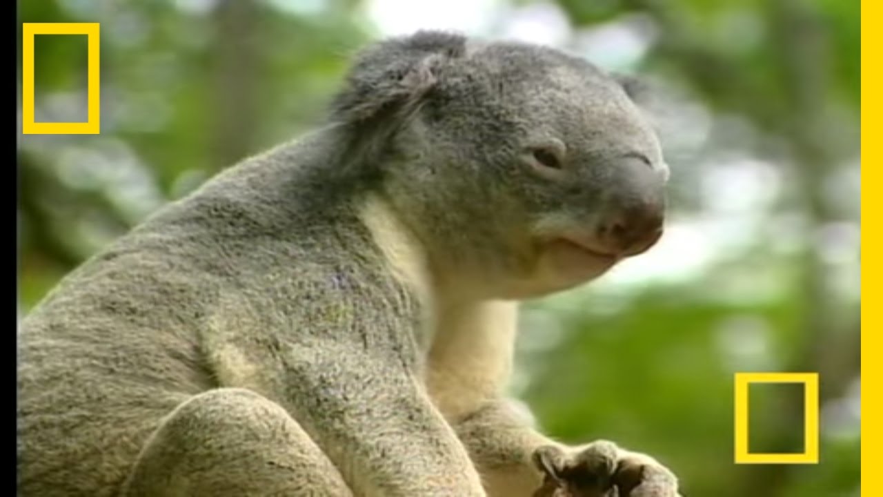 13 Cute Koala Facts - Fact Animal