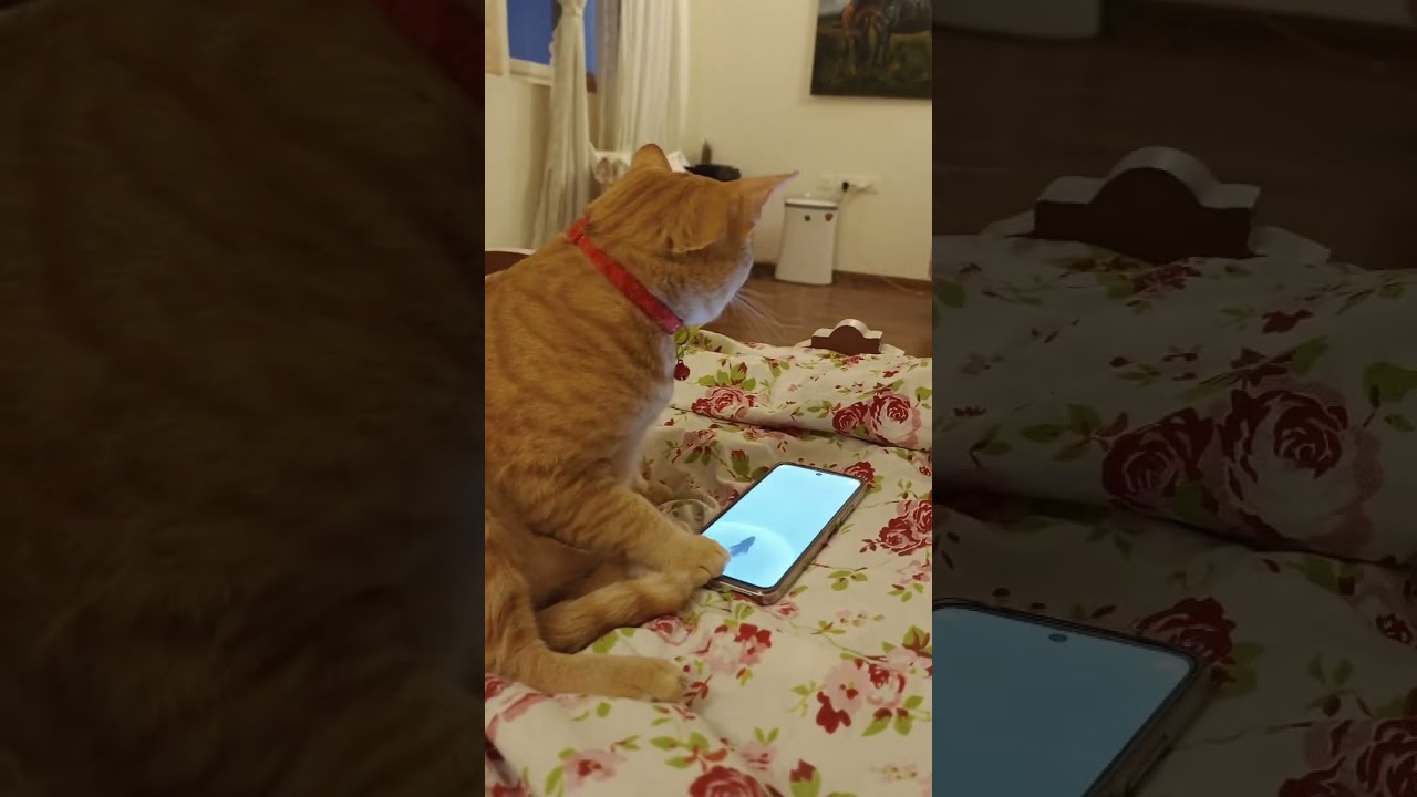 Techno Cat 🥰🥰🥰 