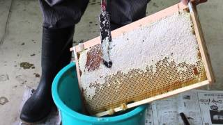 高校生が蜂蜜作りを体験