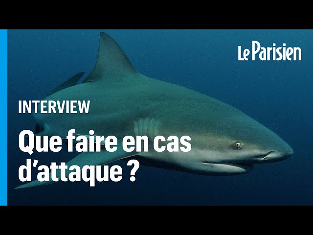 Attaque de requin : ces gestes qui peuvent « sauver votre peau