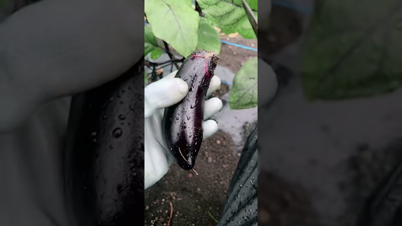 LIVEアーカイブ】🍆雨がやばすぎて草とれたてピチピチ！王の夏休みナス