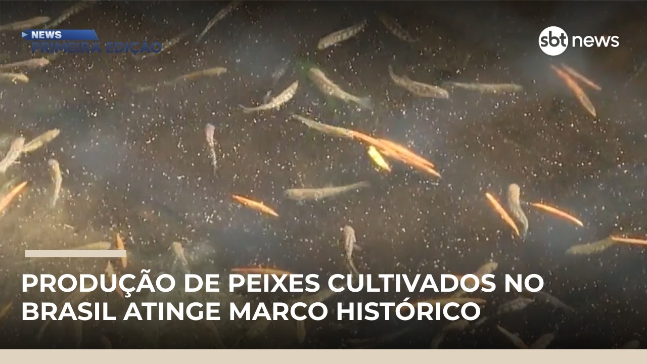 Piscicultura brasileira supera 1 milhão de toneladas e bate recorde em 2025 | #NewsPrimeiraEdição