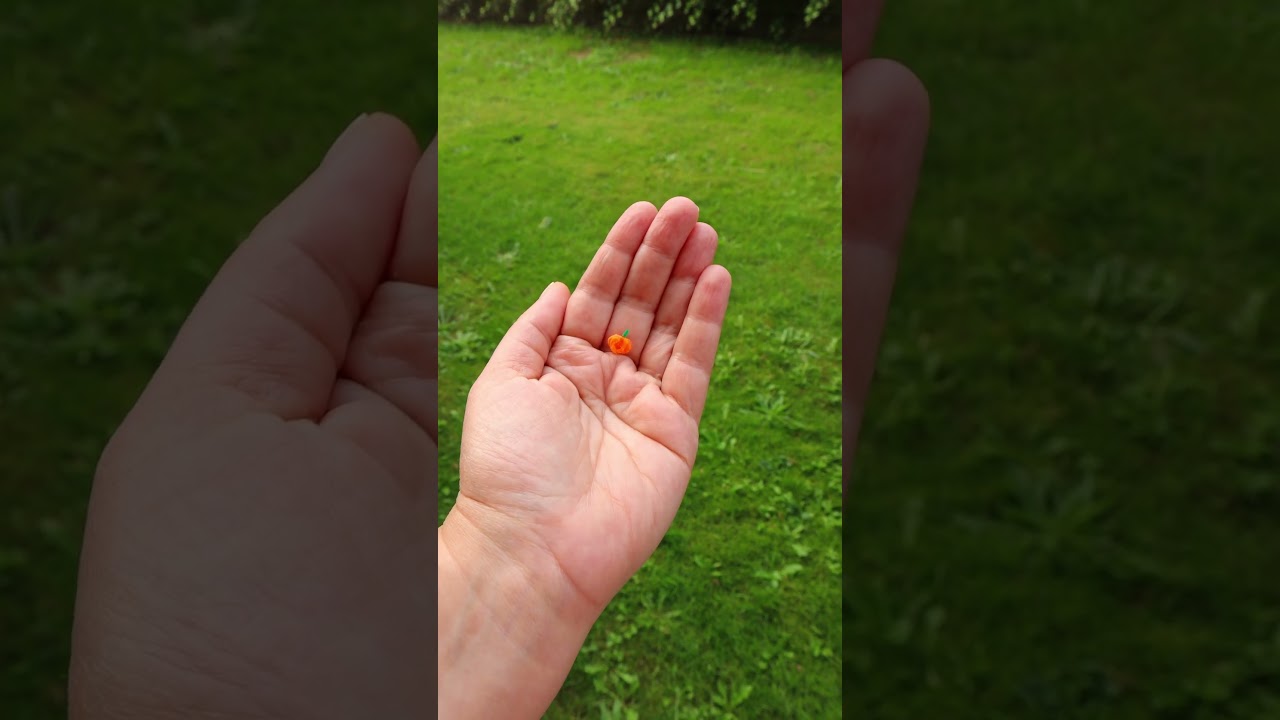 I made a TINY Pumpkin  