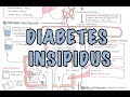 Diabetes Insipidus - Overview (causes, pathophysiology, investigations)