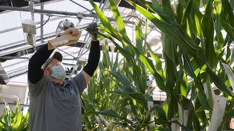 Cross-Pollination in Corn