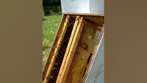 Extracting Frames for Honey Harvest