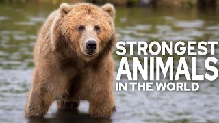 Top 10 Strongest Animals in the Animal Kingdom! by TOP10 945 views 8 months ago 4 minutes, 40 seconds