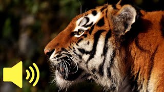 What does a Tiger sound like? (Tiger Sounds) - Animal Sounds