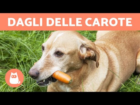 Video: Le carote sono buone per i cani?