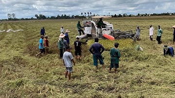 1073 l Theo máy cắt ra đồng bắt chuột