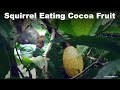 Squirrel eating cocoa fruit  grama viseshangal 