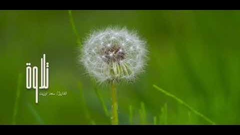 💫تلاوة خاشعة .. بصوت الشيخ سعد اوزيت