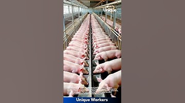 Pig feeding on a pig farm: efficient livestock management