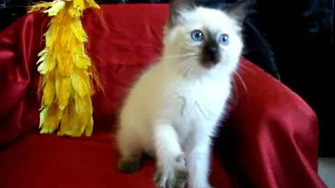 Watch the video about Aragormore Ragdolls Truly Beautiful Purebred Ragdolls- Video 5