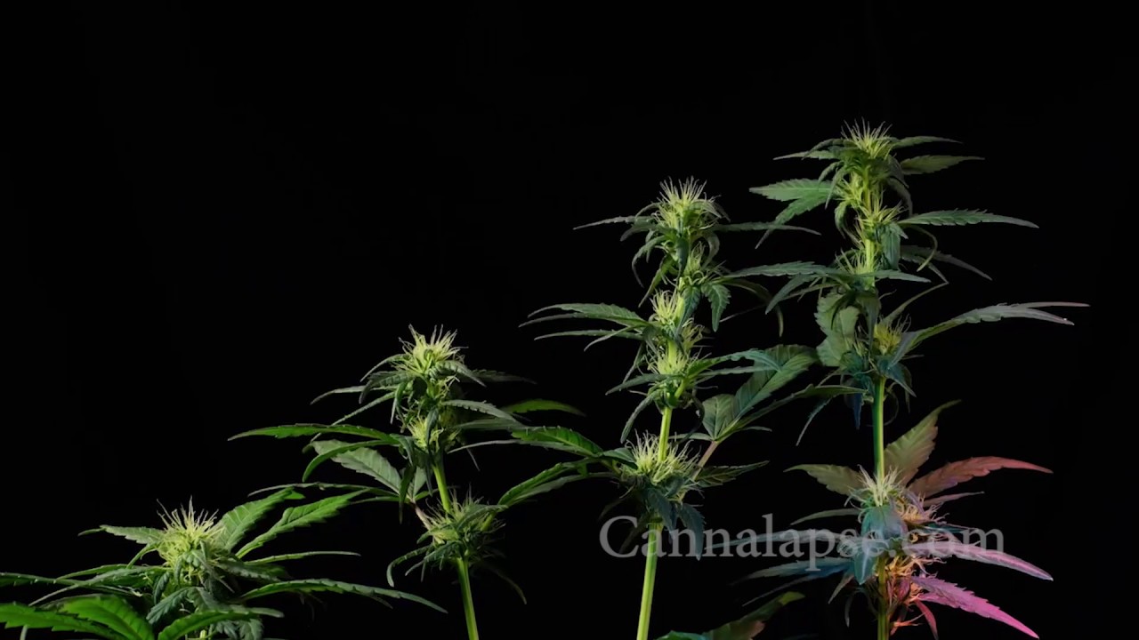 Ca Jillybean Preflower 4