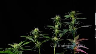 Ca Jillybean Preflower 4