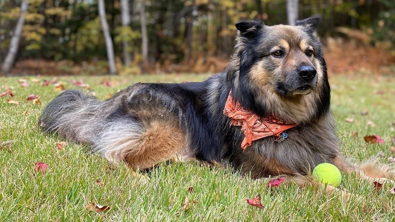 Chow Chow Mixed With A German Shepherd Seeds Yonsei Ac Kr