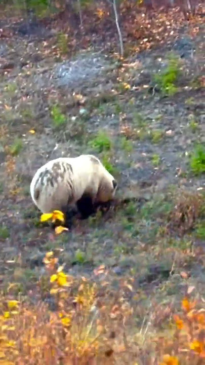 Download lagu Grizzly bear spotted!