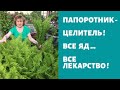 Папоротник -Целитель здоровья !