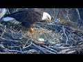 MN DNR Eagles ~ Perfectly Executed COG! Mom Chortles & Tells Dad It's Time For Egg Duty 💕 2.25.21