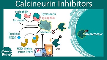 Calcineurin Inhibitors | immunosuppressant | Cyclosporin & Tacrolimus mechanism of action