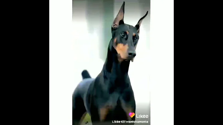 hey guys this is Andrea, I love this dog can't sto...