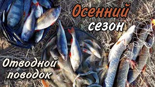 Закрыли осенний сезон спининнга! Окуни на отводной и щуки на колебло!