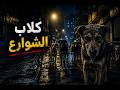 ليه الكلاب بقت مالية الشوارع
