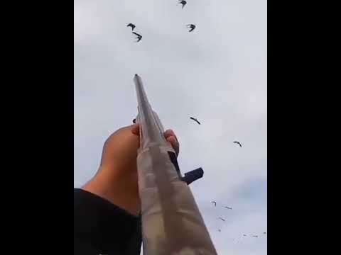 صياد متخفي ينتظر اللحظة المناسبة لصيد سرب من البط