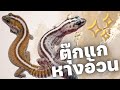 มาเลี้ยงตุ๊กแกหางอ้วนกัน! African Fat Tailed Gecko
